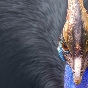 The elusive cassowary.