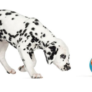 The Foobler feeds and entertains your dog at the same time.