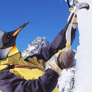 penguins climbing ice ice climber ice climber emperor penguins climate change ice environment environmental impact danger endangered