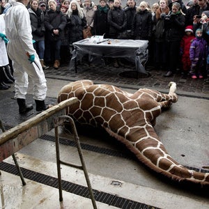 Marius, a male giraffe, lies dead before being dissected, after he was put down at Copenhagen Zoo.