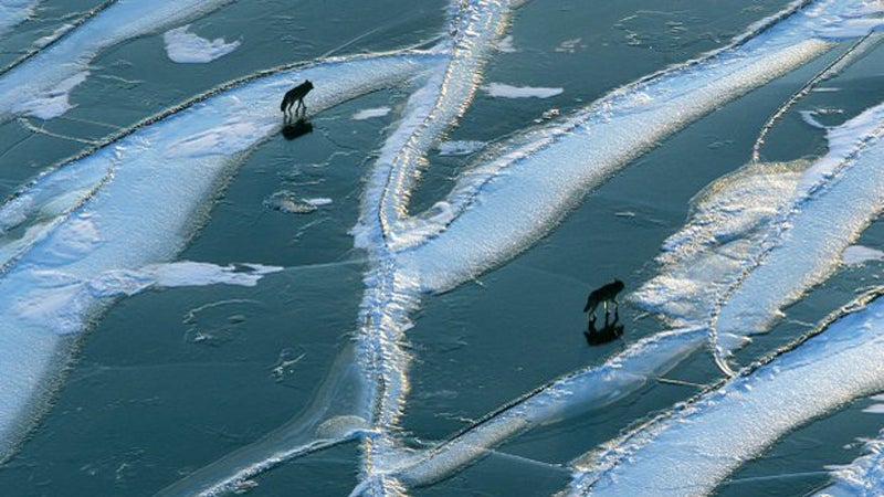 The wolves of Isle Royale National Park have lived in isolation for over four years, but ice bridges caused by an extremely cold winter may change that.