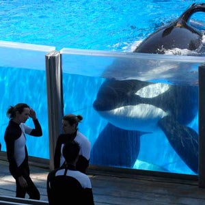 killer whales seaworld lolita tilikum training endangered species blackfish documentary