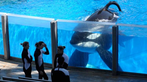 killer whales seaworld lolita tilikum training endangered species blackfish documentary