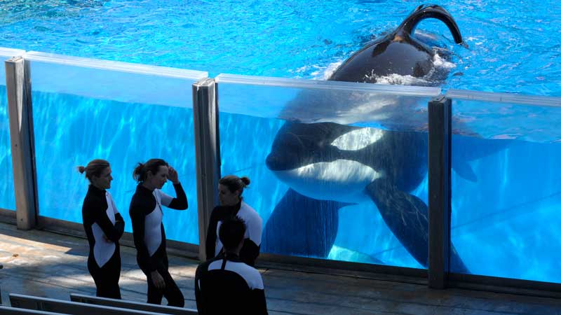 New Efforts to Free a Captive Killer Whale