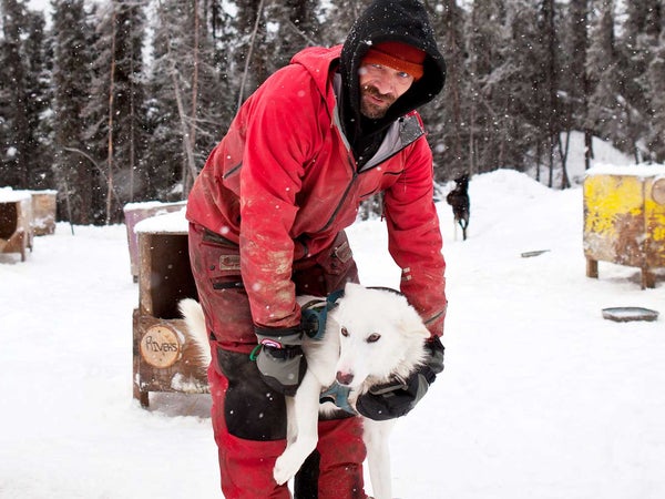 lance mackey iditarod alaska josh dean dogs sled alaska racing dog sled food