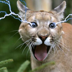 cougar wilderness animals tasers do tasers work on animals bear tiger electricity electric cougar lightning