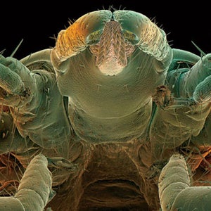 A black-legged tick, which carries Lyme and other diseases.