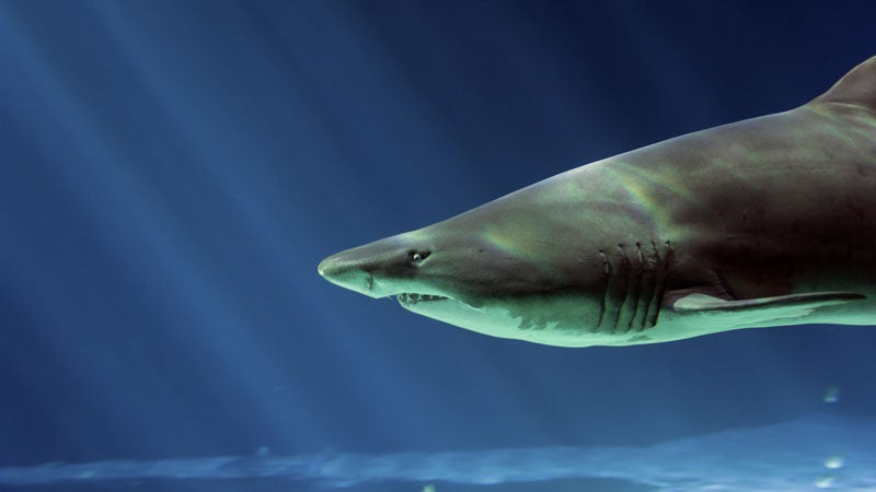Australian waters have become risky for sharks.