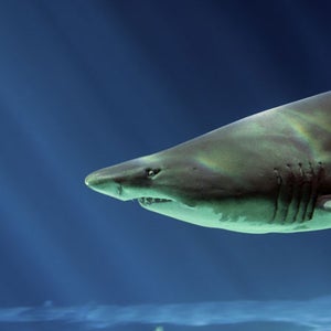 Australian waters have become risky for sharks.