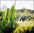 An elephant lurks outside a village in the reserve.