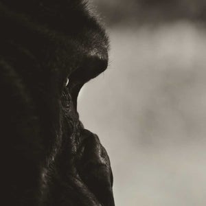 bigfoot hunting hunters history patterson film sightings sasquatch organizations books best books on literature legend myth cryptids cryptozoology