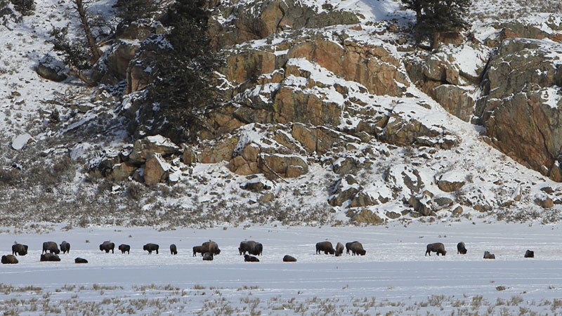 Bison are a lot safer today thanks to conservation efforts - but they're still on shaky ground.