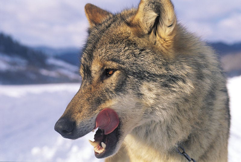 Leather Brown and Red Sleigh Bells Wolf River Leather - wolf river