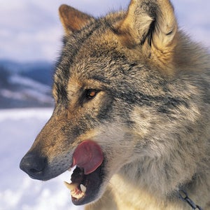 On the prowl: A captive Canis lupus surveys Romania's Carpathian range, Outside of Zarnesti.