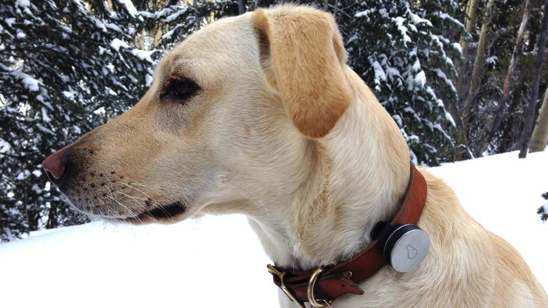 The 6 Best Dog Fitbits and Activity Trackers for Your Pup's Health