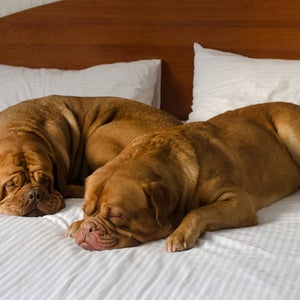 Traveling with large dogs has never been easier—if you know where to stay.