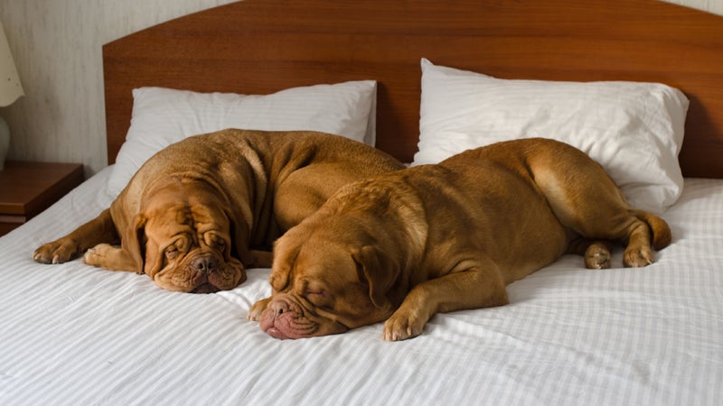 10 Hotels in the West for Big Dogs