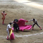 On his debut as a matador, Santiago Gomez calls for his bull to fall after he has plunged a sword in its back. Members of his cuadrilla seduce the bull in its final moments.