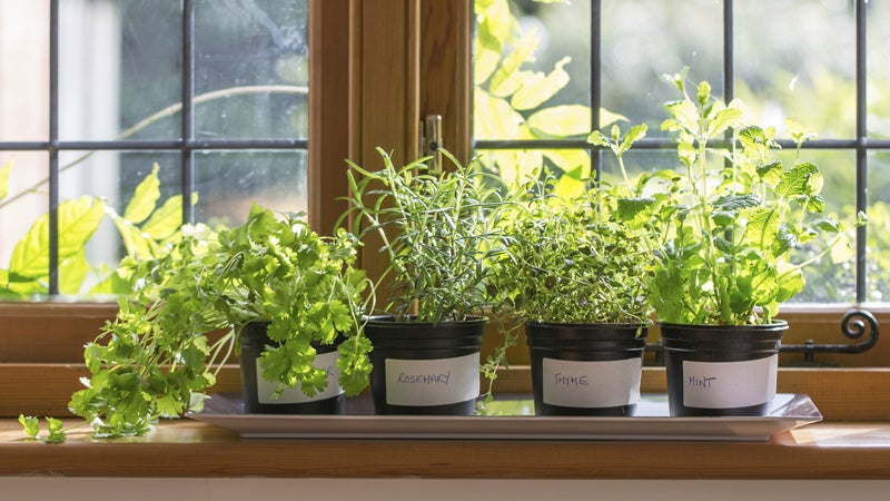 Start looking forward to spring by growing herbs on your kitchen windowsill.