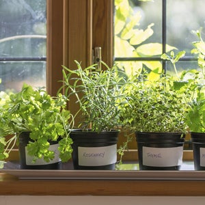 Start looking forward to spring by growing herbs on your kitchen windowsill.
