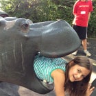Hippo playground.