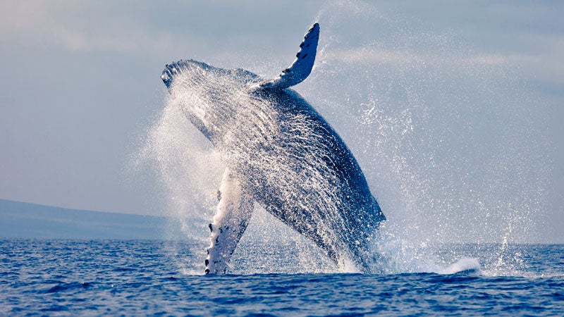 The ocean is getting louder for humpback whales and other marine animals.