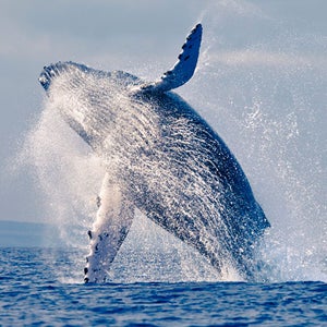 The ocean is getting louder for humpback whales and other marine animals.