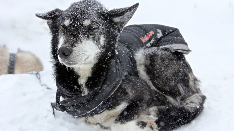 The Gear You Need to Race the Iditarod