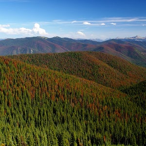 Pine Beetle Kill Colorado