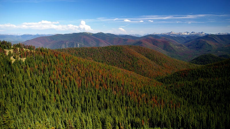 Making the Best of Beetle Kill—with New Gear