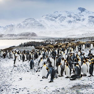 1. WHO 2. WHAT 3. WHERE AAA-OK Antarctica BIRDS_of_the_WORLD-vENG10F Birds ENVIRONMENTS GEOGRAPHY King Penguin Land Mountain PENGUINS Penguins SCENERY Salisbury Plains South Georgia Island Sub-antarctic Islands WILDERNESS TRAVEL Wildlife