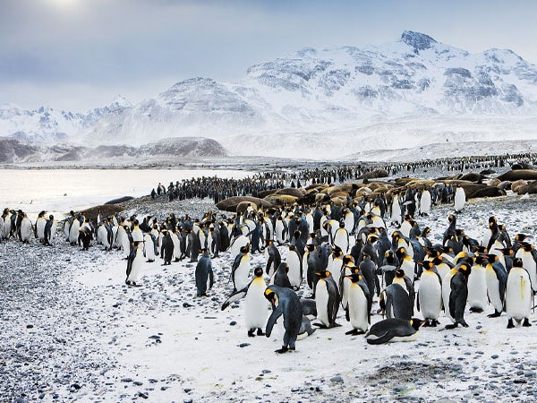 1. WHO 2. WHAT 3. WHERE AAA-OK Antarctica BIRDS_of_the_WORLD-vENG10F Birds ENVIRONMENTS GEOGRAPHY King Penguin Land Mountain PENGUINS Penguins SCENERY Salisbury Plains South Georgia Island Sub-antarctic Islands WILDERNESS TRAVEL Wildlife