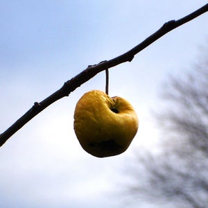 A lonely, withered apple evokes the onset of neuron loss.