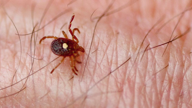 tick bite ski lyme disease rocky mountain spotted fever blood suckers