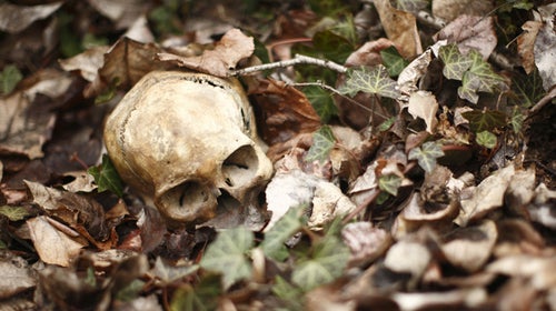 worst ways to die in the wild skull