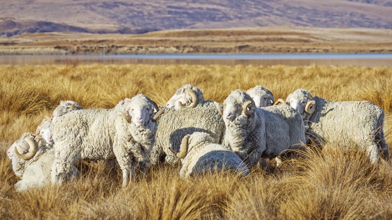 Here's looking at Ewe