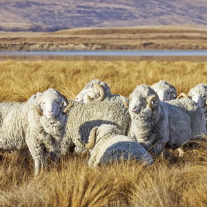 Here's looking at Ewe