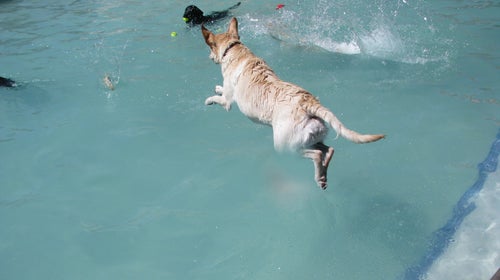 An injury led Avalanche from Craigslist all the way to the 2014 GroPro Games winner's circle.