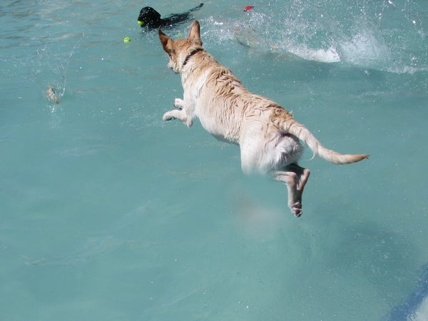 An injury led Avalanche from Craigslist all the way to the 2014 GroPro Games winner's circle.