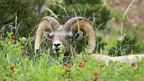 Bam Bam became a celebrity both for being the last ram in Sinks Canyon and for his antics with humans, but his fame took a darker turn.