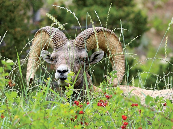 Bam Bam became a celebrity both for being the last ram in Sinks Canyon and for his antics with humans, but his fame took a darker turn.