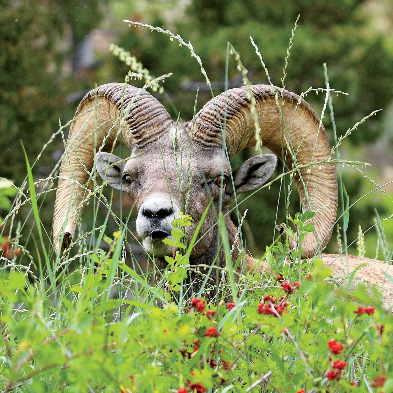 Bam Bam became a celebrity both for being the last ram in Sinks Canyon and for his antics with humans, but his fame took a darker turn.