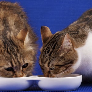 Which cat would you prefer to look like?