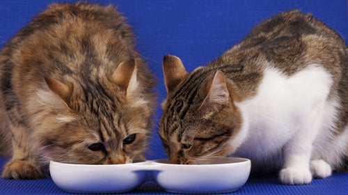 Which cat would you prefer to look like?