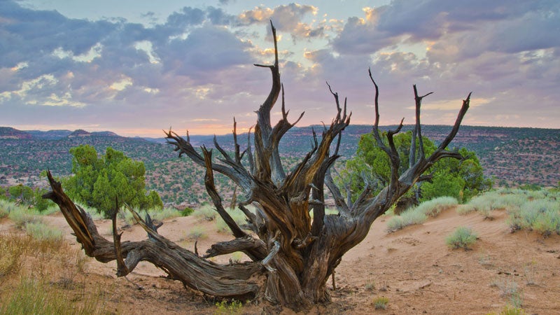 ϳԹOnline National Monument Grand Staircase Escalante juniper ancient Footprint