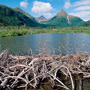 Alaska Alaska State Park American Beaver Animal Animal Dwelling Animalia Beaver Building Castor Canadensis Castoridae Chordata Color Image Craniata Crowd Dam Day Euarchontoglires Eukarya Eupelycosauria Eutheria Freshwater Habitat Glires Home Horizontal Horn In The Wood River Lake Silver Large Group of Objects Large Group Lodge Mammal Mammalia Mammals Mass Metazoa Nest Nobody North America Outdoors Photography Placental Mammal River Habitat Rodent Rodentia Sphenacodontia Sphenacodontoidea State Park Supraprimates Synapsida Therapsida Theria Tikchik Park Time Of Day U.S.A United States of America USA Vertebrata Vertebrate Water Wood River - Tikchik Park Z -- Life on earth Z -- Location