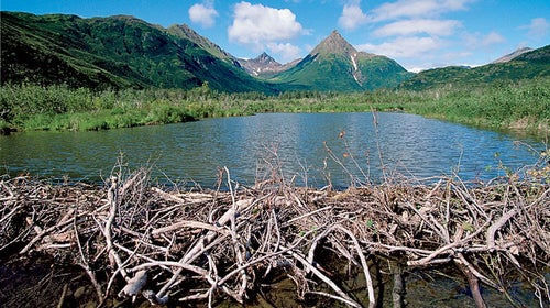 Alaska Alaska State Park American Beaver Animal Animal Dwelling Animalia Beaver Building Castor Canadensis Castoridae Chordata Color Image Craniata Crowd Dam Day Euarchontoglires Eukarya Eupelycosauria Eutheria Freshwater Habitat Glires Home Horizontal Horn In The Wood River Lake Silver Large Group of Objects Large Group Lodge Mammal Mammalia Mammals Mass Metazoa Nest Nobody North America Outdoors Photography Placental Mammal River Habitat Rodent Rodentia Sphenacodontia Sphenacodontoidea State Park Supraprimates Synapsida Therapsida Theria Tikchik Park Time Of Day U.S.A United States of America USA Vertebrata Vertebrate Water Wood River - Tikchik Park Z -- Life on earth Z -- Location