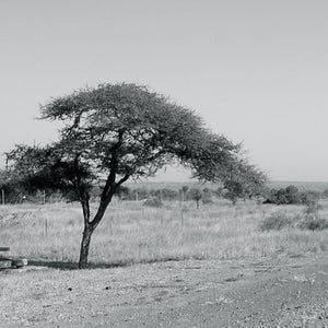 On the side of the highway, Mozambique 2004.