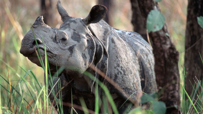 Rhinoceros unicornis  Indian rhinoceros  Chitwan National Park, Nepal