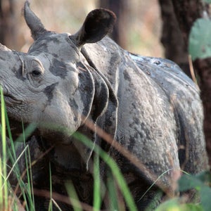 Rhinoceros unicornis  Indian rhinoceros  Chitwan National Park, Nepal